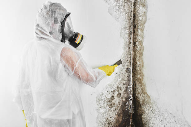 Best Residential Mold Remediation in Williamsburg, VA
