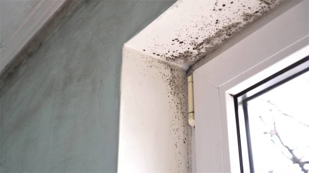 Best Post-Flood Mold Remediation in Williamsburg, VA