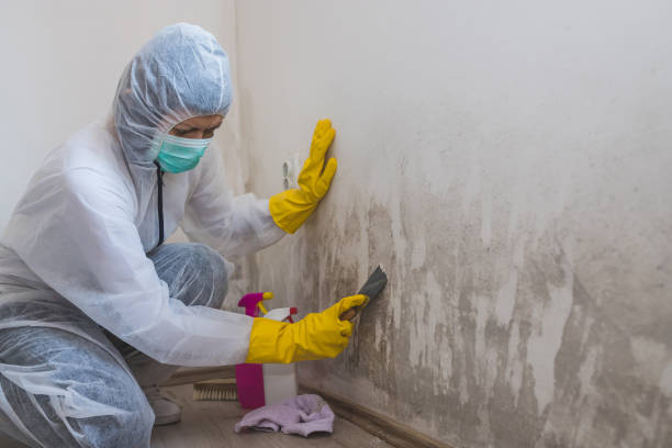 Best Mold Testing and Inspection Services in Williamsburg, VA
