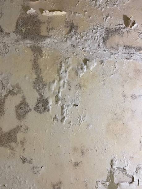 Best Crawl Space Mold Remediation in Williamsburg, VA