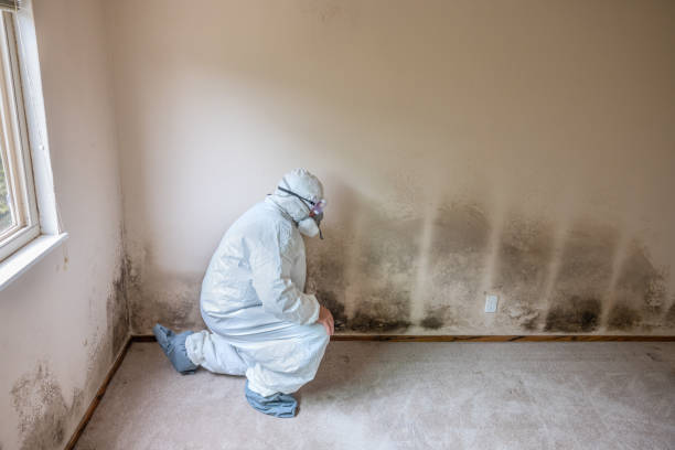 Best Mold Remediation for Schools in Williamsburg, VA