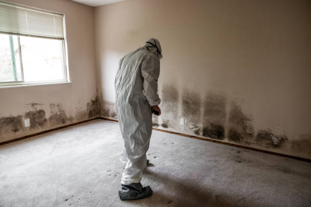 Best Mold Remediation for Schools in Williamsburg, VA