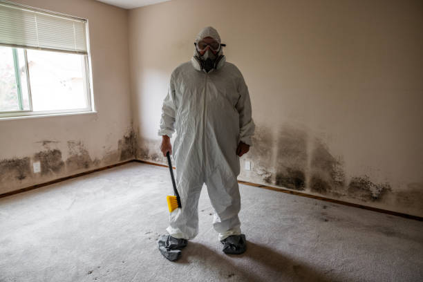 Trusted Williamsburg, VA Mold Remediation Experts